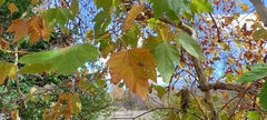 Platanus × hispanica