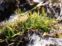 Colobanthus strictus