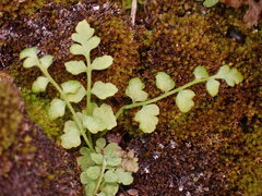 Cystopteris tasmanica