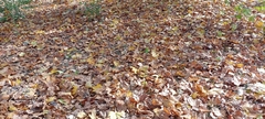 Platanus × hispanica