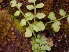 Cystopteris tasmanica