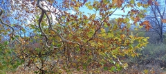 Platanus × hispanica