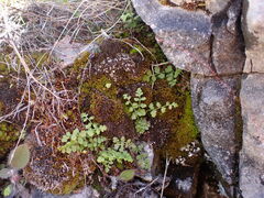 Cystopteris tasmanica