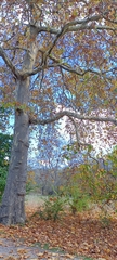 Platanus × hispanica