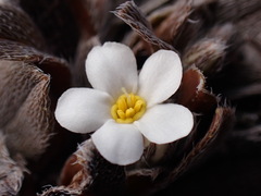 Myosotis colensoi