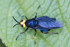 Cyphomyia