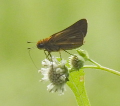 Panoquina panoquin