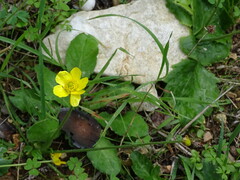 Ranunculus bullatus