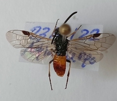 Arge melanochra