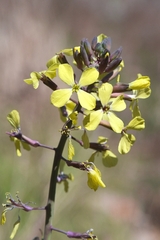 Coincya monensis cheiranthos