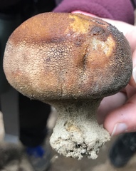 Scleroderma septentrionale