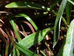 Omalotheca norvegica