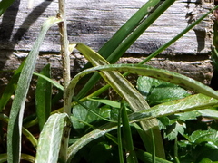 Omalotheca norvegica