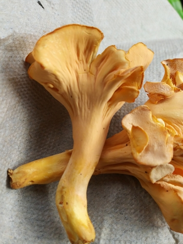 Smooth Chanterelle
