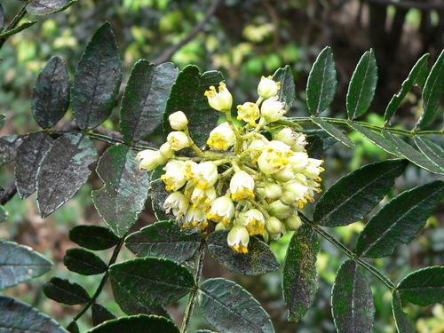 Zanthoxylum mayu