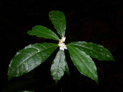 Mayna odorata