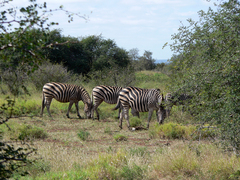 Equus quagga chapmani