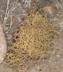 Eriogonum nidularium
