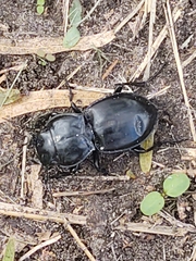 Pasimachus elongatus