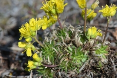 Draba aizoides