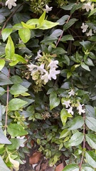 Abelia × grandiflora