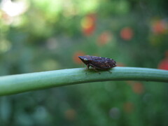 Aphrodes carinatus