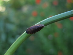 Aphrodes carinatus