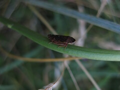 Aphrodes carinatus