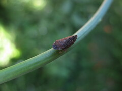 Aphrodes carinatus