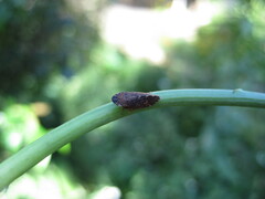 Aphrodes carinatus
