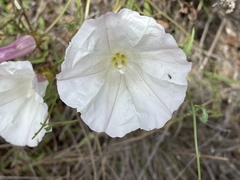 Calystegia macrostegia