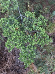 Nothofagus cliffortioides