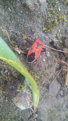 Lygaeus reclivatus