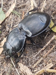 Pasimachus elongatus