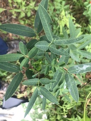 Senna corymbosa