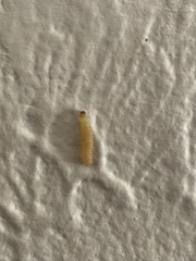 Plodia interpunctella