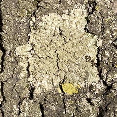 Flavoparmelia soredians