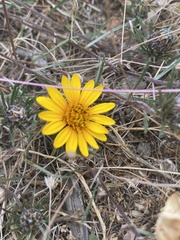 Chaetanthera linearis
