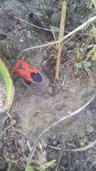 Lygaeus reclivatus