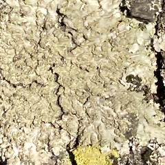 Flavoparmelia soredians