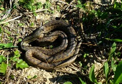 Malpolon monspessulanus