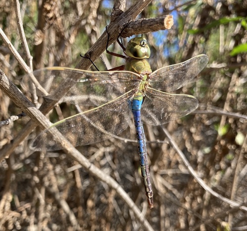 iNaturalist observation photo of Common Green Darner