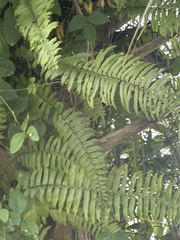 Nephrolepis exaltata