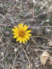 Chaetanthera linearis