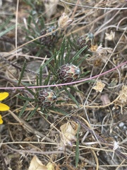 Chaetanthera linearis