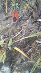Lygaeus reclivatus