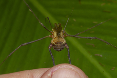 Sodreana barbiellinii