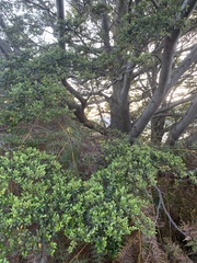 Nothofagus cliffortioides