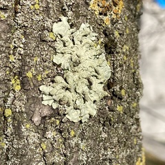 Flavoparmelia soredians