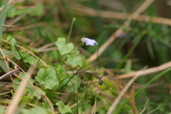 Hesperocodon hederaceus